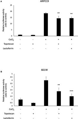 <mark class="highlighted">Lactoferrin</mark> Has a Therapeutic Effect via HIF Inhibition in a Murine Model of Choroidal Neovascularization